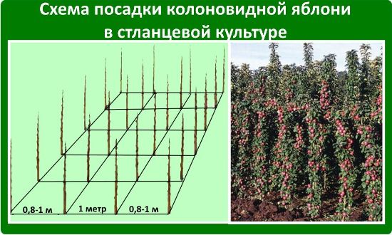 Схема посадки колоновидных яблонь в один ряд